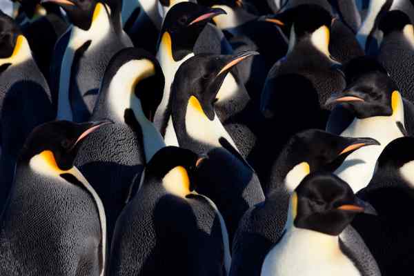 Penguins at Polk Penguin Conservation Center