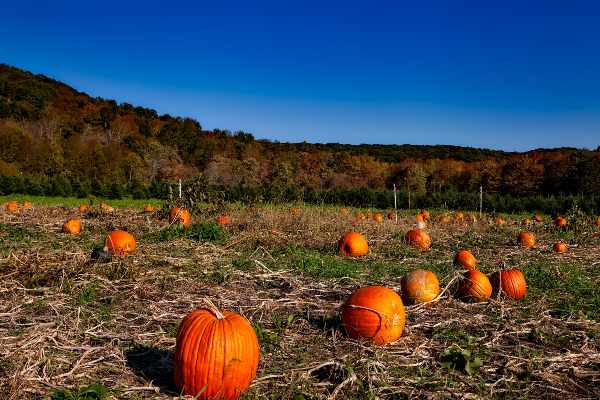 Three Cedars Farm